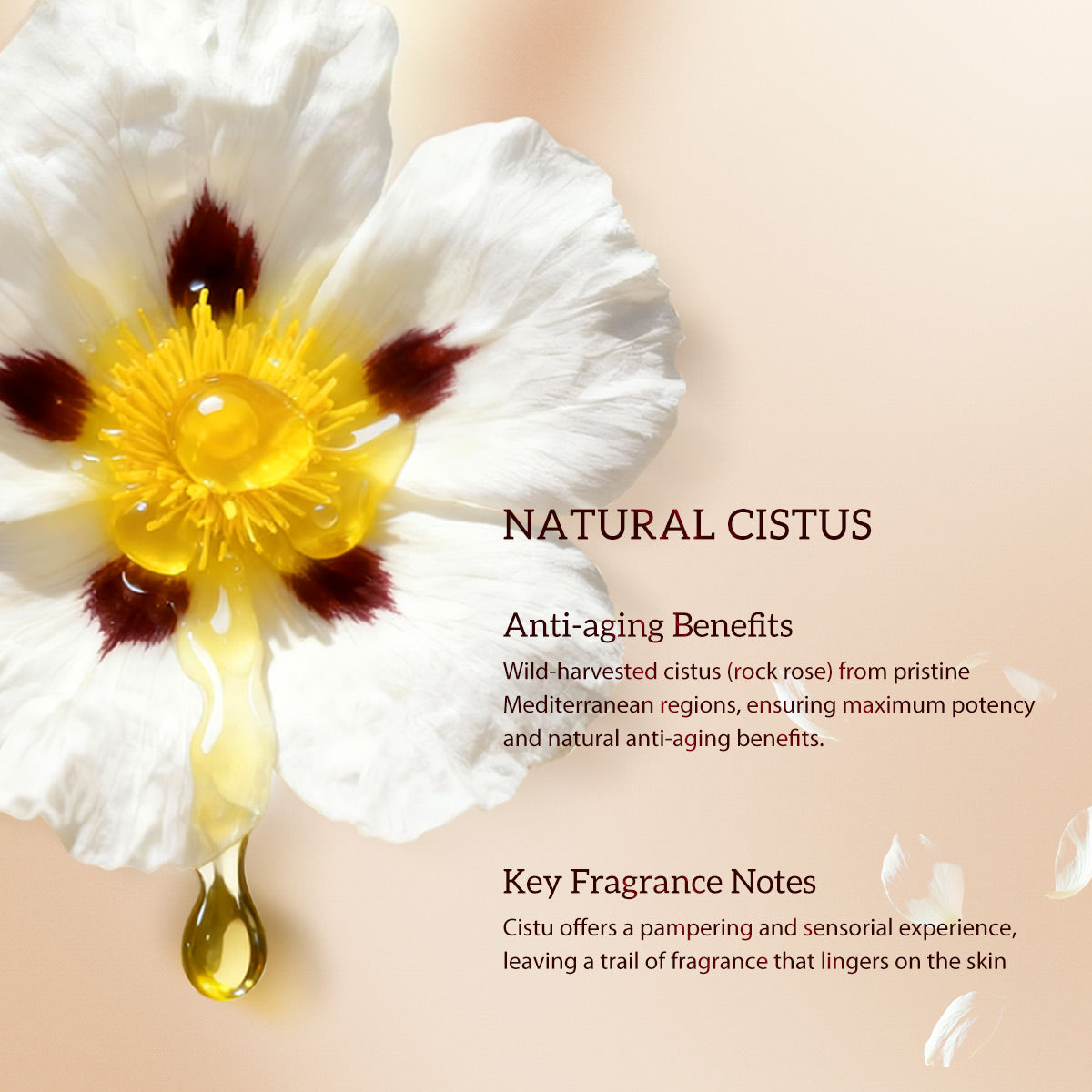 HKH Bakuchiol Retinol Serum Capsules: 30 Single-Dose Anti-Aging Wrinkle Serum with HPR & Vitamin C for Women 25-55 - Improves Wrinkles & Dark Spots - Firming Smoothing & Hydrating - Travel-Friendly